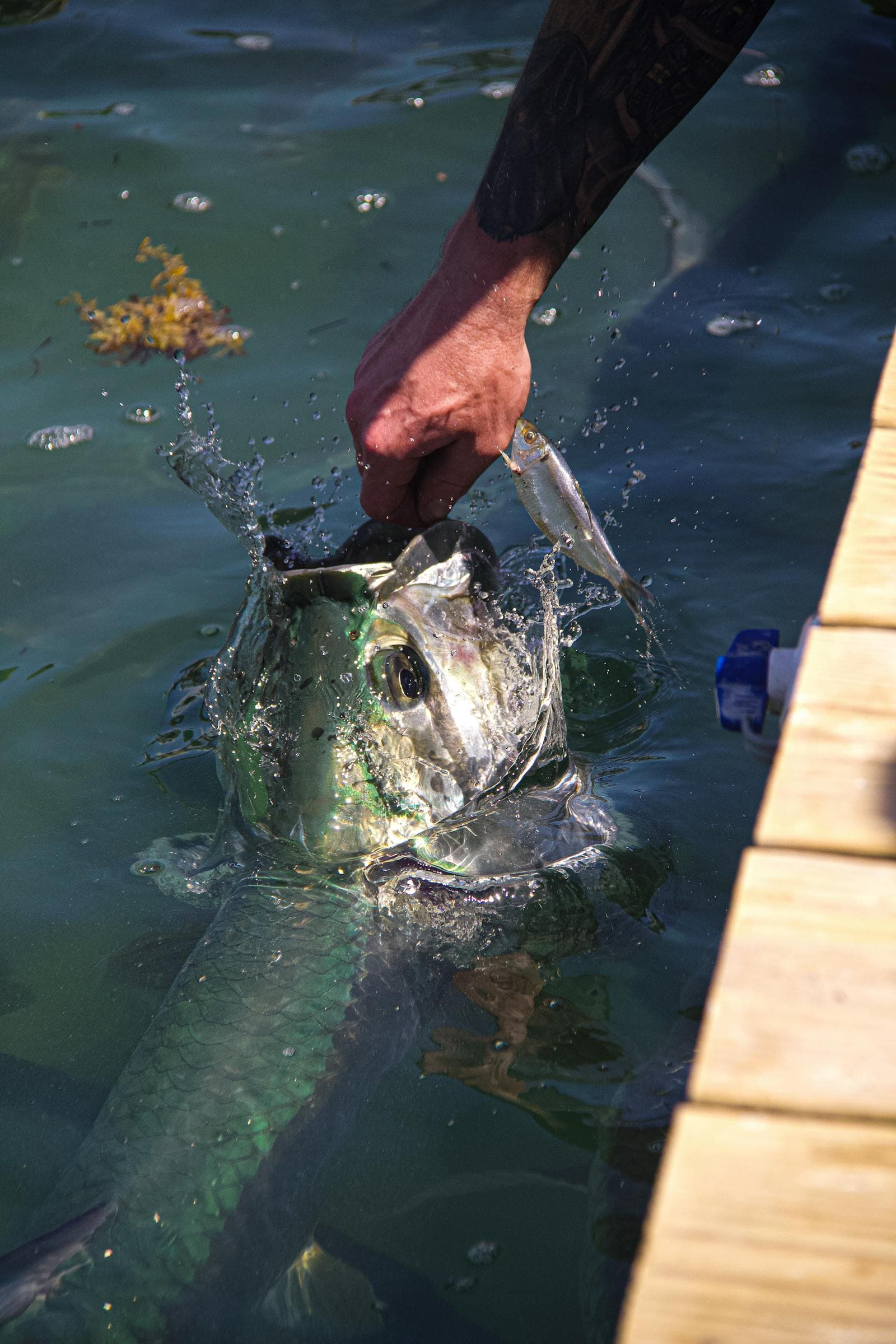 Tarpon caught on an M&M Custom Tackle jig